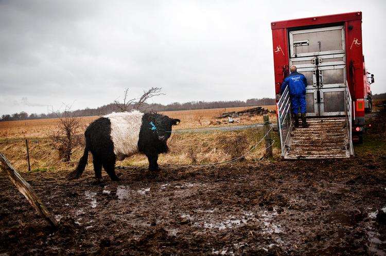 Storbystud. Denne stud på omtrent 600 kilo skal sørge for god ro og orden blandt de yngre køer på Vestamager. I tirsdags lod Naturstyrelsen ham og 90 andre køer hente i Sønderjylland. 