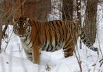 Katteland. Denne russiske Amur-tiger lever i et reservat i Sikhote-Alin, en bjergkæde i det østlige Rusland. 