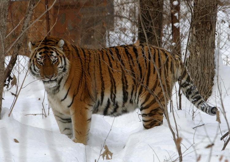 Katteland. Denne russiske Amur-tiger lever i et reservat i Sikhote-Alin, en bjergkæde i det østlige Rusland. 