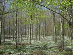 FORÅR. Bøgen er nogle steder sprunget ud. Her har en læser fotograferet en smuk forårsdag. Foto: Jørn Christiansen 