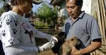 RABIESFRI. To hundehvalpe vaccineres som et led i massevaccinationen på Bali. 