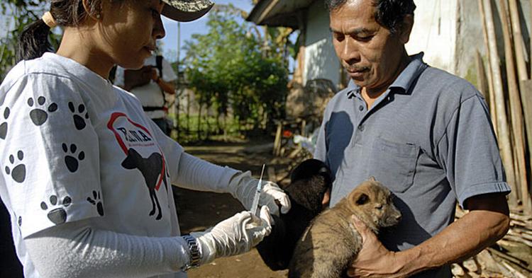 RABIESFRI. To hundehvalpe vaccineres som et led i massevaccinationen på Bali. 