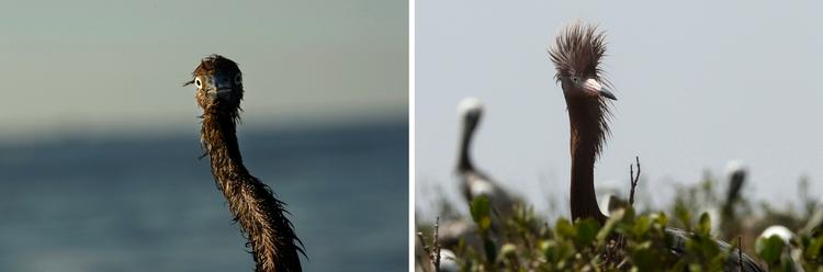 Skaderne sås tydeligt på dyr. Her er det et sundt dyr og et dyr, der har været i berøring med olie. 