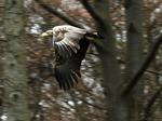 Hav_rn_23-04-2011_D8BL9V2.jpg