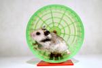 lox_hamster_16-04-2011_H4BK6T1.jpg