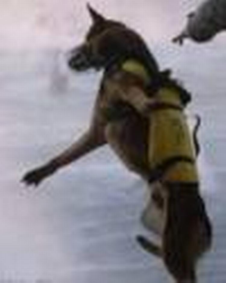 UDSPRING. Hund og hundefører fra USA's militær under øvelse. 