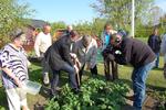 NATIONALSPISE. Her bliver der gravet kartofler op hos John Aagaard. 