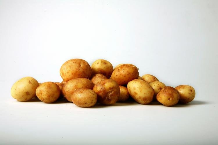 100 kilo nye Samsøkartofler blev gravet op i aftes og er nu sendt til aftagere rundt i landet. 