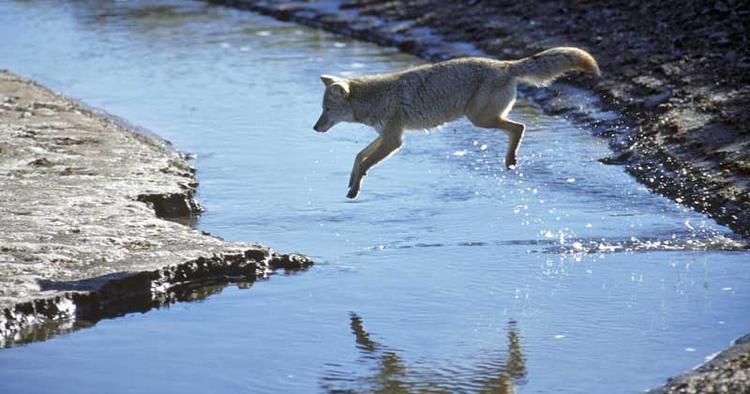 SPRINGTUR En ulv springer over en flod en tidlig morgen i Yellowstone. 