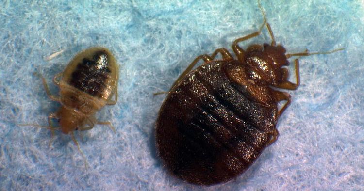 Skadedyr. Undersøgelser i Usa viser, at væggelus muligvis kan overføre sygdomme. 