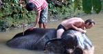 VASK en elefant. På Ko Chang, elefantøen, kan du komme helt tæt på øens elefanter. 