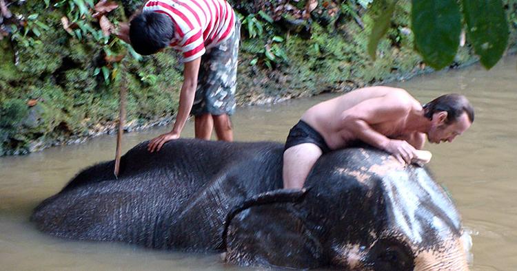 VASK en elefant. På Ko Chang, elefantøen, kan du komme helt tæt på øens elefanter. 