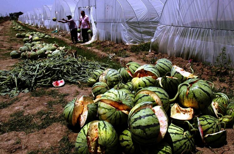 Sprængfarlig. Kinesiske landmænd er frustrerede over ødelagte vandmeloner, der ikke kan sælges. 