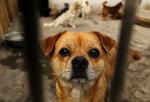 Udsat. Denne lille vovse skal være glad for, at den befinder sig på en kennel i Beijing og ikke i Shanghai, for så havde den måske ikke overlevet sommeren. 