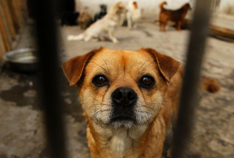 Udsat. Denne lille vovse skal være glad for, at den befinder sig på en kennel i Beijing og ikke i Shanghai, for så havde den måske ikke overlevet sommeren. 