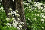 Ukrudt i blomst. Skvalderkålen hvide skærmblomster kan sagtens stå sammen med robuste stauder. Foto: Lars Gejl/Biofoto/ScanpixFoto: Lars Gejl/Biofoto/Scanpix 