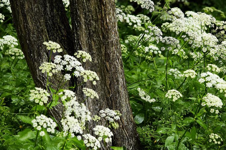 Ukrudt i blomst. Skvalderkålen hvide skærmblomster kan sagtens stå sammen med robuste stauder. Foto: Lars Gejl/Biofoto/ScanpixFoto: Lars Gejl/Biofoto/Scanpix 