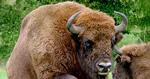 Wisent_www.bisonbornholm_we
