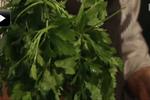 webtv: Kysters tips og tricks: Genopliv din persille
