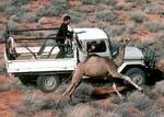 Skadedyr. Jordbesiddere i det indre Australien løber dromedarerne trætte i biler, inden de forsøger at indfange dem. Vilde dromedarer bliver også skudt af statsansatte jægere fra helikoptere. 