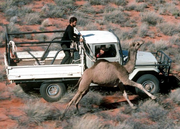 Skadedyr. Jordbesiddere i det indre Australien løber dromedarerne trætte i biler, inden de forsøger at indfange dem. Vilde dromedarer bliver også skudt af statsansatte jægere fra helikoptere. 