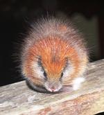 Genopdaget. Santamartamys-rufodorsalis er svært at sige, men er ikke desto mindre navnet på den genopdagede trærotte. Foto: ProAves. 