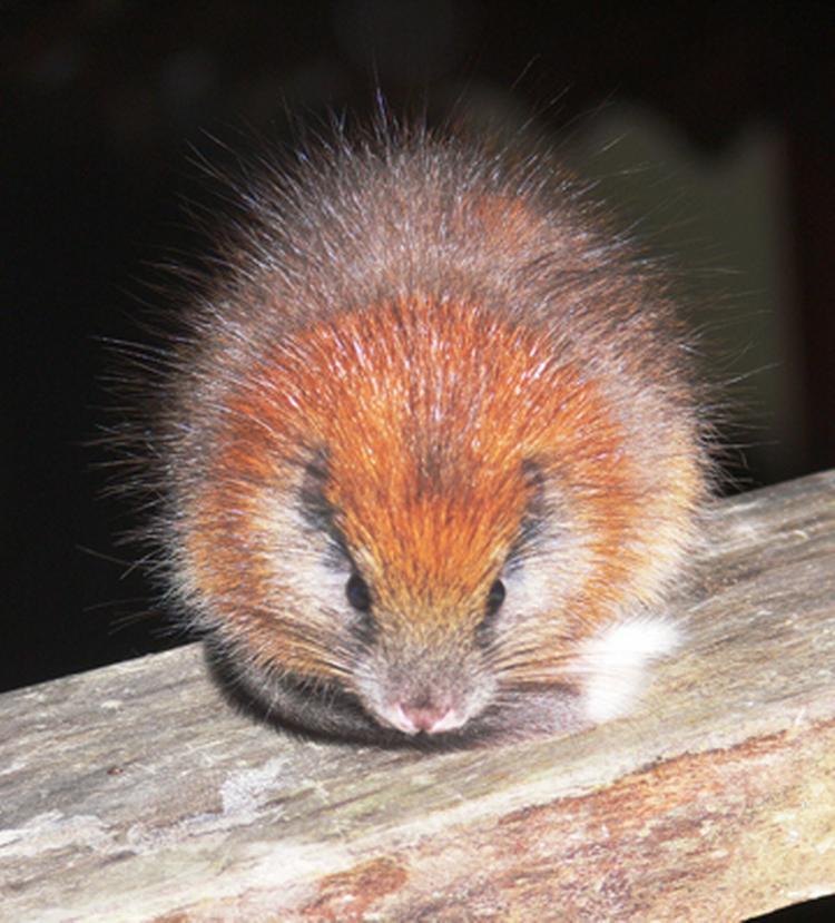 Genopdaget. Santamartamys-rufodorsalis er svært at sige, men er ikke desto mindre navnet på den genopdagede trærotte. Foto: ProAves. 