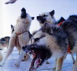 MOTIV MED BID. Ivars Silis sender os på en imponerende rejse gennem både natur og kultur. 