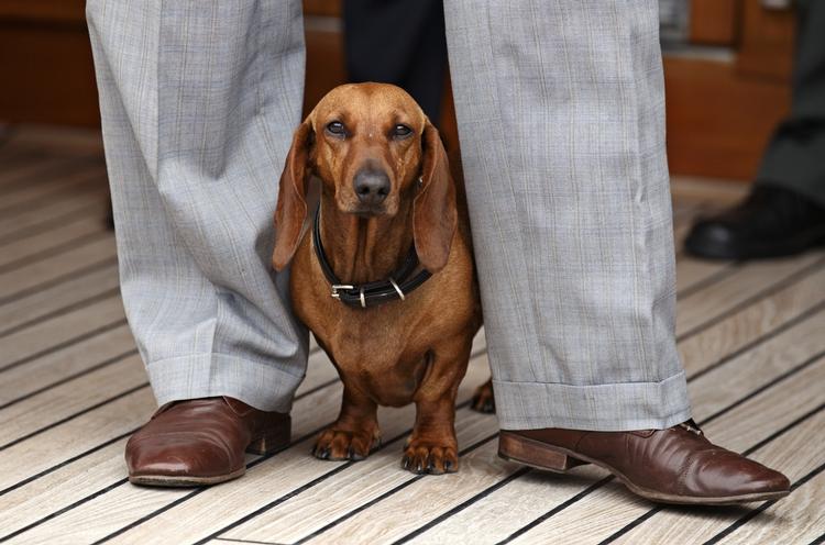 HÆDER. I gråt jakkesæt med lilla skjorte og lilla slips modtag Prins Henrik i dag prisen som 'Årets Europæer' på Kongeskibet Dannebrog. 