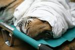 Dræbt. Den bengalske tiger Namo Buddha er død efter at have ædt af en forgiftet ko, melder Verdensnaturfonden. På billedet ses tigeren, da den blev indfanget efter at have vandret skadet rund i en nationalpark. 