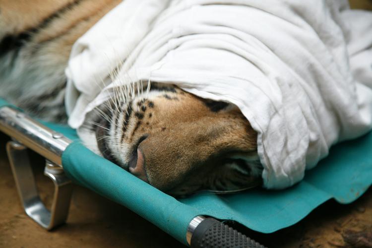 Dræbt. Den bengalske tiger Namo Buddha er død efter at have ædt af en forgiftet ko, melder Verdensnaturfonden. På billedet ses tigeren, da den blev indfanget efter at have vandret skadet rund i en nationalpark. 