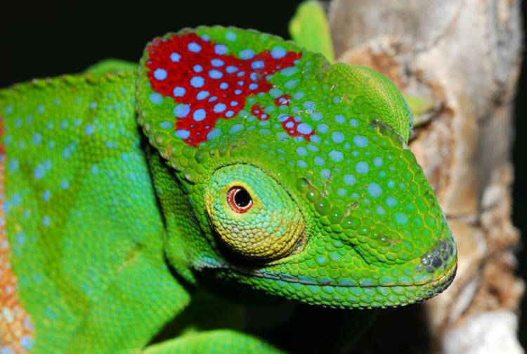 Truet. De mange hundrede nyopdagede plante- og dyrearter på Madagaskar er truede af ødelæggelse af regnskov, politisk ustabilitet og kriminalitet. 