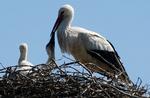 Unger. For første gang i fem år har et storkepar fået unger i Jylland. Her er det dog et en stork med unger taget for nylig i den nordtyske by Bergenhusen. 