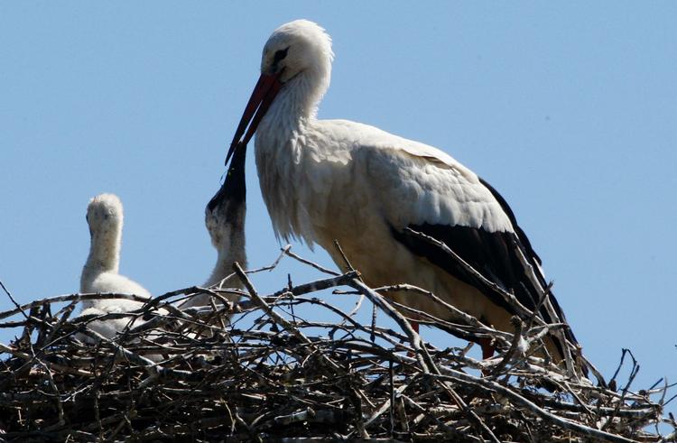 Unger. For første gang i fem år har et storkepar fået unger i Jylland. Her er det dog et en stork med unger taget for nylig i den nordtyske by Bergenhusen. 