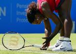 comeback. En frustreret Serena Williams banker ketsjeren i græsset og forsøger at råbe sig selv til dåd. Det lykkedes trods alt til sidst i kampen mod Tsvetana Pironkova. 