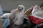 Forvandlingskugle. Lille, dunet og kluntet, men når den bliver stor er vandrefalken en af de hurtigste fugle i verden. Når den dykker kan den opnå en fart på op til 320 km/t. 
