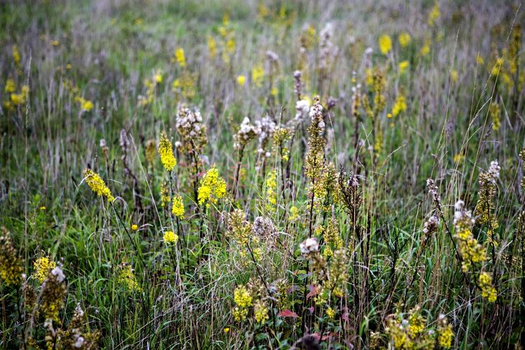 Ødelagt. Næsten 12 procent af Danmarks samlede naturareal er med regeringens tilladelse blevet oppløjet. På billedet er en brakmark på Møn. 