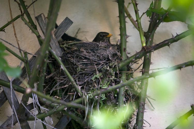 Solsort. Læser Lis Jacobsen undrer sig over, hvor de mange solsorte forsvinder hen, så snart foråret viser sig. 