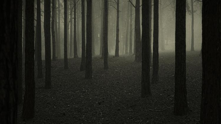 Har man lyst til krimilitteratur, der tenderer det overnaturlige, men alligevel fornuft nok til at insistere på, at der må være mere jordbundne forklaringer, er 'De døde sjæles skov' et intelligent bud, mener anmelderen. 