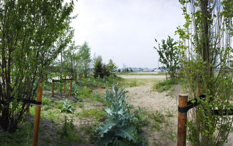 Grønt. Fredericias tidligere industrihavn bliver fyldt med alverdens grønne vækster. 