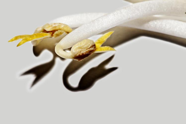 Lucernespireudbrud ramte i 2008 Danmark, Norge og Finland via italienske frø, som var forurenet med en slags slangesalmonella.   Salmonellaen blev siddende i spirerne, og det endte med et salmonellaudbrud. 19 danskere, 19 nordmænd og 7 finner var ramt af præcis den samme bakterie. 