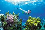 Truet. Koraler som disse i australske Great Barrier Reef og store dele af resten af klodens undervandsliv er udrydningstruet, viser ny rapport. 
