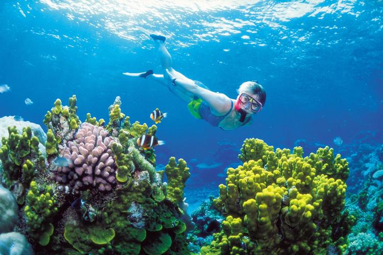Truet. Koraler som disse i australske Great Barrier Reef og store dele af resten af klodens undervandsliv er udrydningstruet, viser ny rapport. 