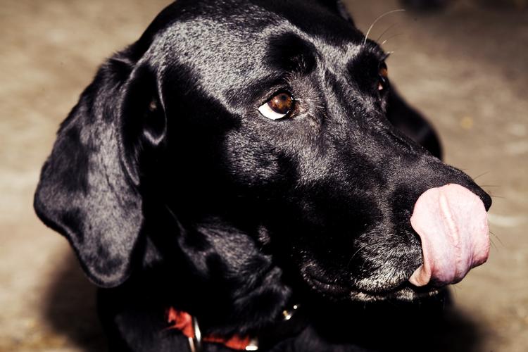 Bandit? Denne hund er heldigvis ikke blevet idømt stening. Men i israel har en anden hund fået rettens ord for, at den er kriminel. Arkivfoto. 