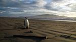 Detour. En ung kejserpingvin har forvildet sig ud i ukendte farvande. Normalt bor den på Antarktis, nu ligger den på en strand i New Zealand. 