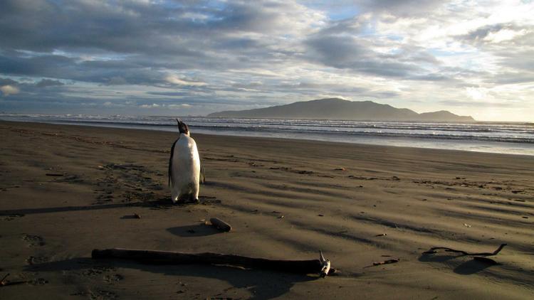 Detour. En ung kejserpingvin har forvildet sig ud i ukendte farvande. Normalt bor den på Antarktis, nu ligger den på en strand i New Zealand. 