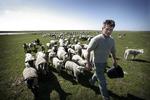 Dansk. »Dansk produceret« kunne lede tankerne hen på markerne i Sønderjylland, men dækker over, at en slagter har snittet og krydret lammet fra Chile lidt. 