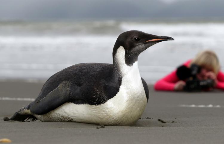 Berejst. Den unge kejserpingvin, der ved en fejl endte i New Zealand, er nu blevet flyttet til en lokal zoologisk have. Den er i løbet af ugen blevet svækket, og myndighederne har nu valgt at gribe ind. 