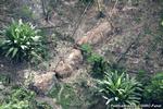 Isoleret. De stråtækte hytter, som danner hjemsted for en ukontaktet gruppe i den brasilianske jungle. 