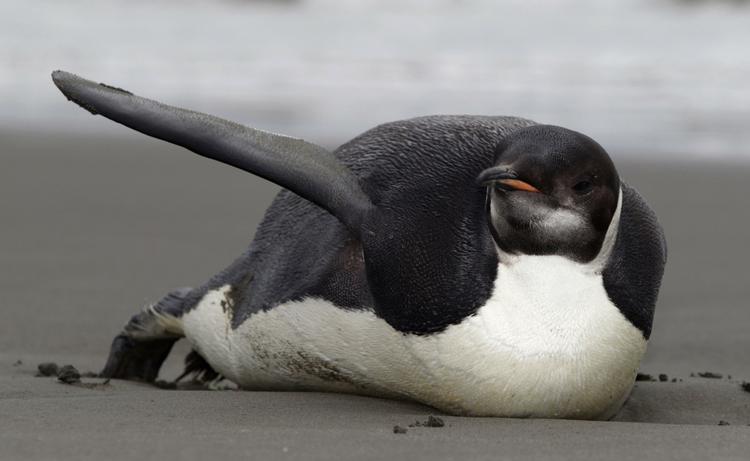 Svømmevinger. Den vildfarne kejserpingvin på New Zealand skal bruge sine svømmevinger, hvis den skal skal de 3.000 kilometer hjem  til Antarktis. 